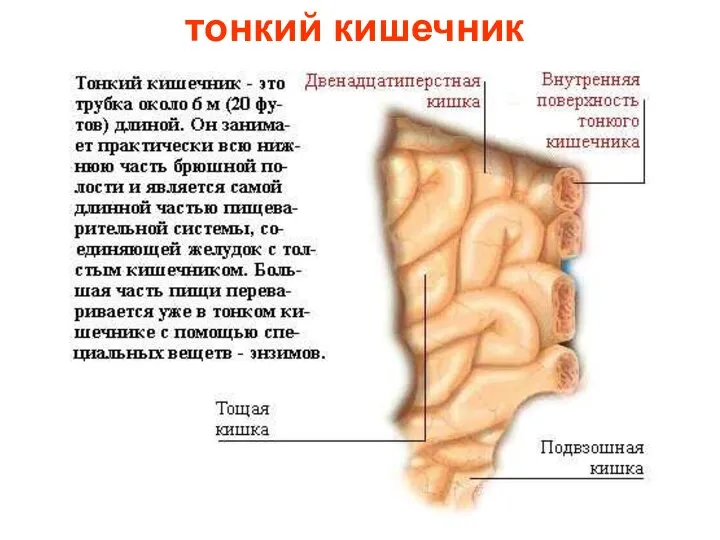 тонкий кишечник Тонкий кишечник.