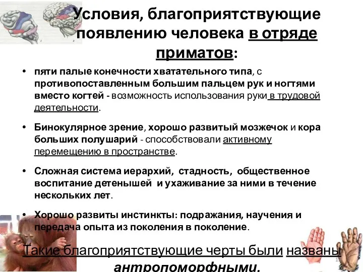 Условия, благоприятствующие появлению человека в отряде приматов: пяти палые конечности хватательного