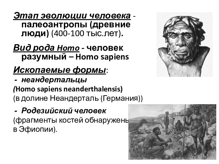 Этап эволюции человека - палеоантропы (древние люди) (400-100 тыс.лет). Вид рода