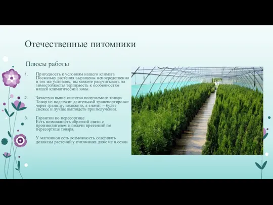 Отечественные питомники Плюсы работы Пригодность к условиям нашего климата Поскольку растения