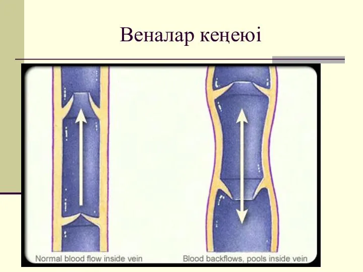 Веналар кеңеюі