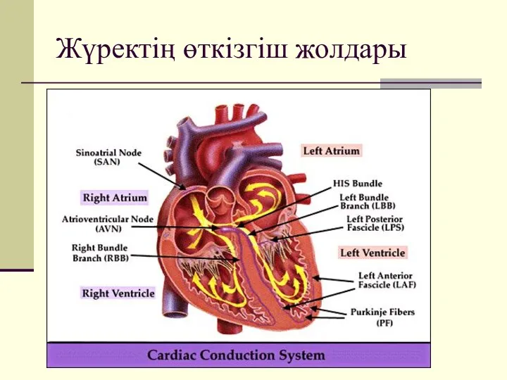 Жүректің өткізгіш жолдары