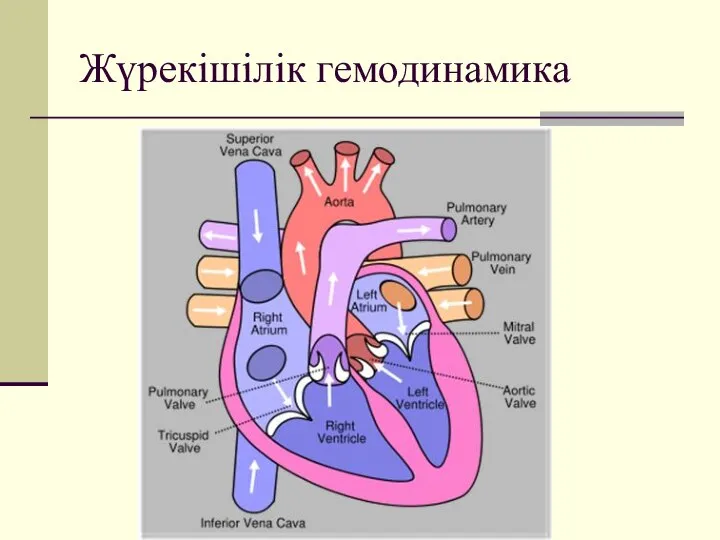 Жүрекішілік гемодинамика