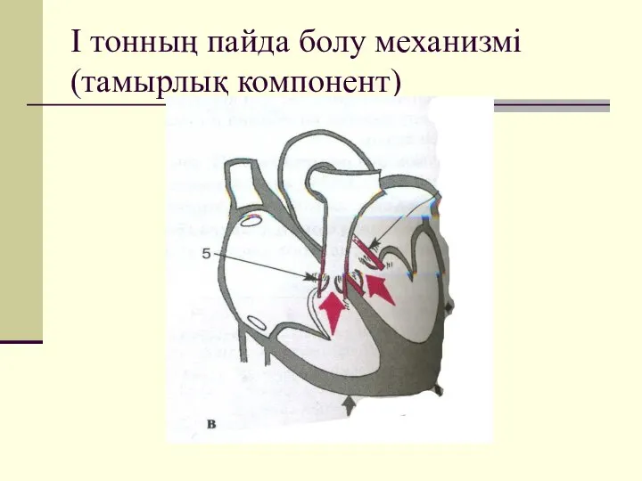 І тонның пайда болу механизмі (тамырлық компонент)