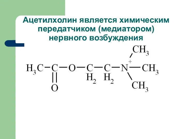 Ацетилхолин является химическим передатчиком (медиатором) нервного возбуждения