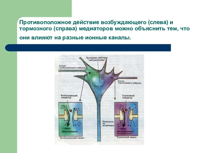 Противоположное действие возбуждающего (слева) и тормозного (справа) медиаторов можно объяснить тем,