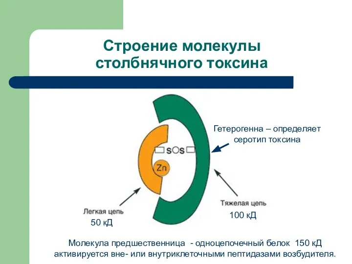 Строение молекулы столбнячного токсина 100 кД 50 кД Молекула предшественница -