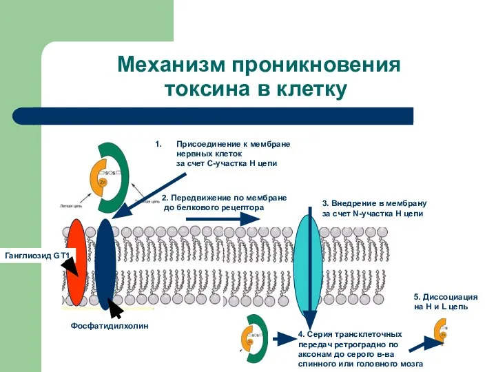 Механизм проникновения токсина в клетку Присоединение к мембране нервных клеток за