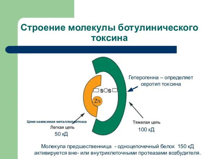 Строение молекулы ботулинического токсина 100 кД 50 кД Молекула предшественница -