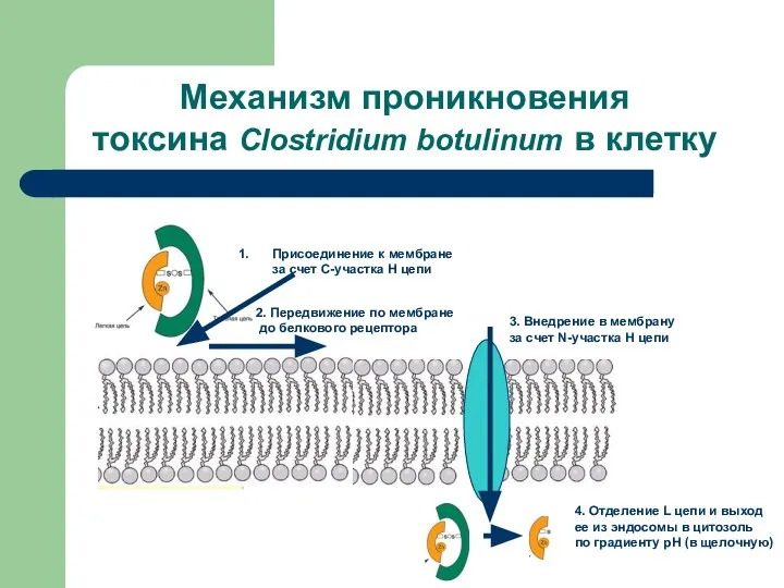 Механизм проникновения токсина Clostridium botulinum в клетку Присоединение к мембране за