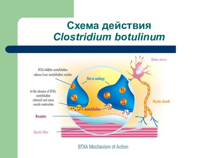 Схема действия Clostridium botulinum