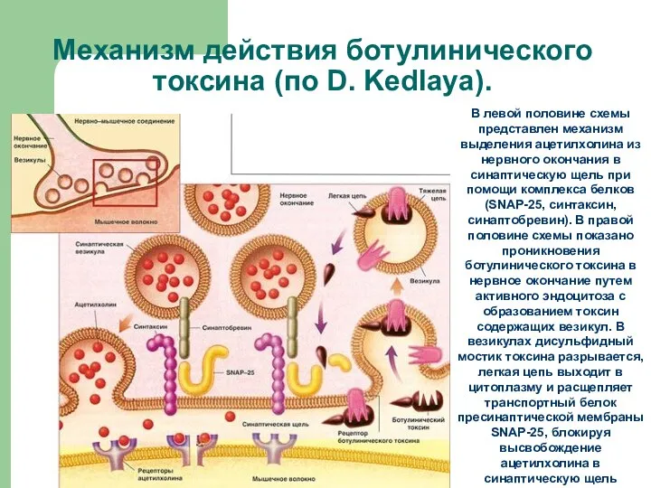 Механизм действия ботулинического токсина (по D. Kedlaya). В левой половине схемы