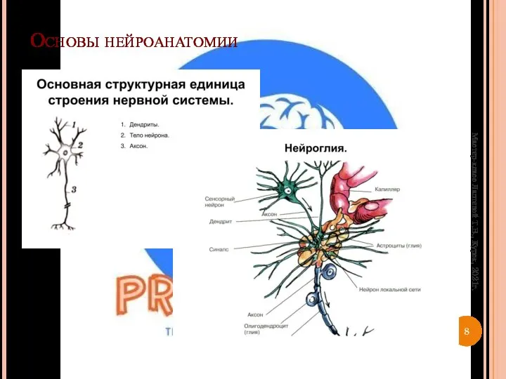 Основы нейроанатомии Мастер-класс Лаптевой Т.В., Курск, 2021г.