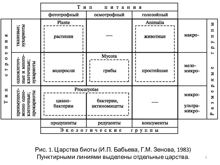 Рис. 1. Царства биоты (И.П. Бабьева, Г.М. Зенова, 1983) Пунктирными линиями выделены отдельные царства.