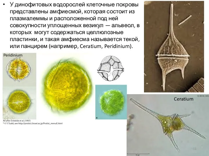 У динофитовых водорослей клеточные покровы представлены амфиесмой, которая состоит из плазмалеммы