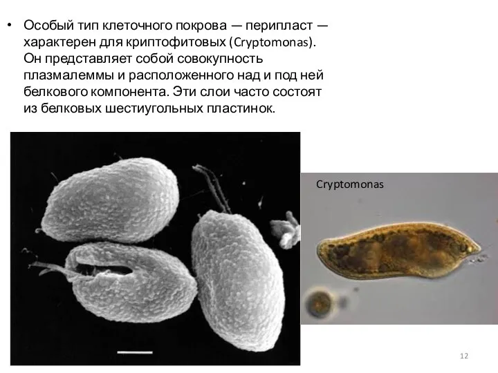 Особый тип клеточного покрова — перипласт — характерен для криптофитовых (Cryptomonas).