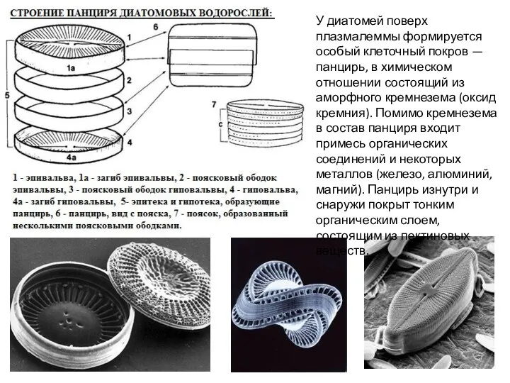 У диатомей поверх плазмалеммы формируется особый клеточный покров — панцирь, в