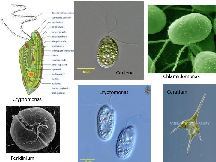 Carteria Cryptomonas Cryptomonas Peridinium Ceratium Chlamydomonas