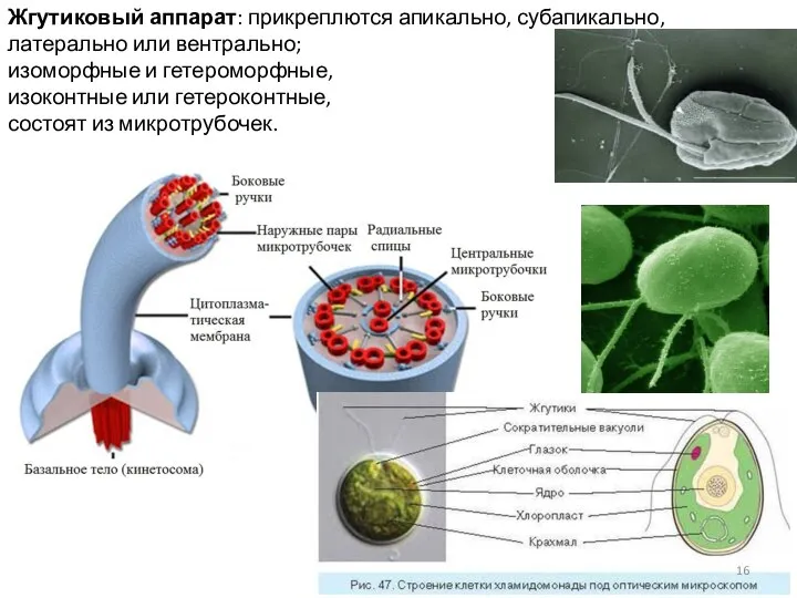 Жгутиковый аппарат: прикреплются апикально, субапикально, латерально или вентрально; изоморфные и гетероморфные,