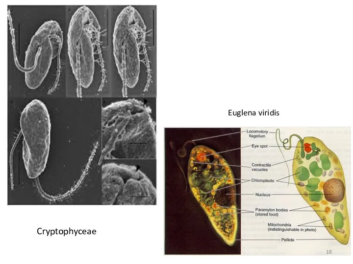 Cryptophyceae Euglena viridis