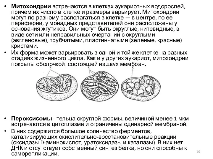 Митохондрии встречаются в клетках эукариотных водорослей, причем их число в клетке