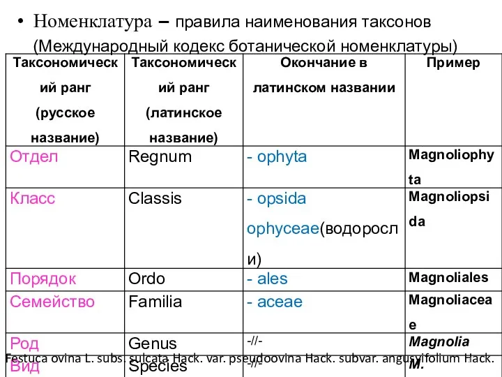 Номенклатура – правила наименования таксонов (Международный кодекс ботанической номенклатуры) Festuca ovina