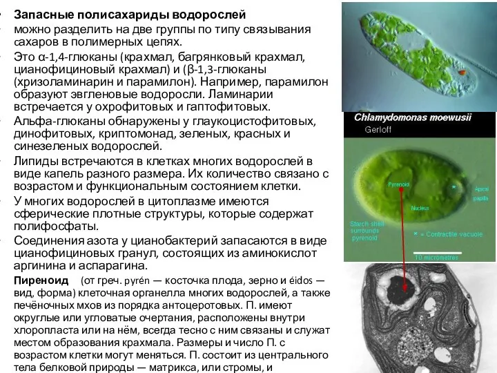 Запасные полисахариды водорослей можно разделить на две группы по типу связывания