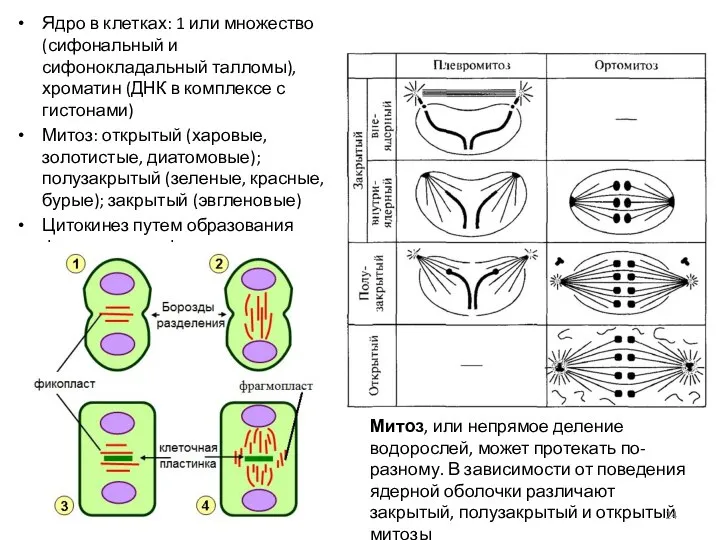 О Ядро в клетках: 1 или множество (сифональный и сифонокладальный талломы),