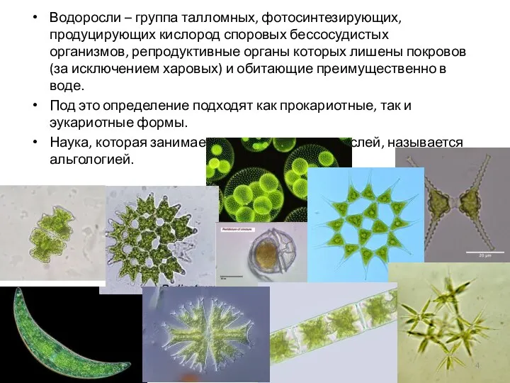 Водоросли – группа талломных, фотосинтезирующих, продуцирующих кислород споровых бессосудистых организмов, репродуктивные