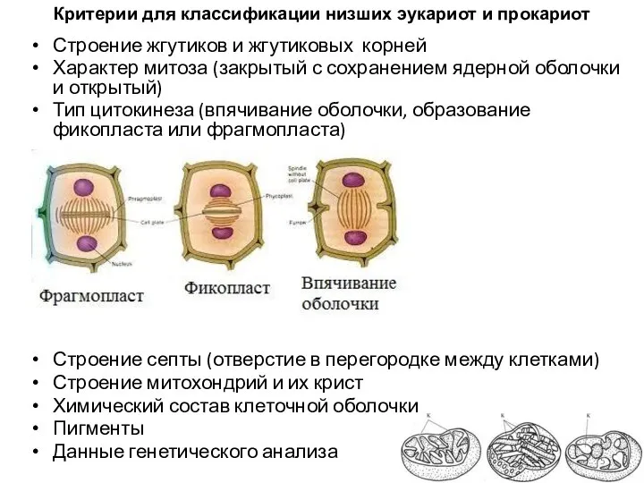 Критерии для классификации низших эукариот и прокариот Строение жгутиков и жгутиковых