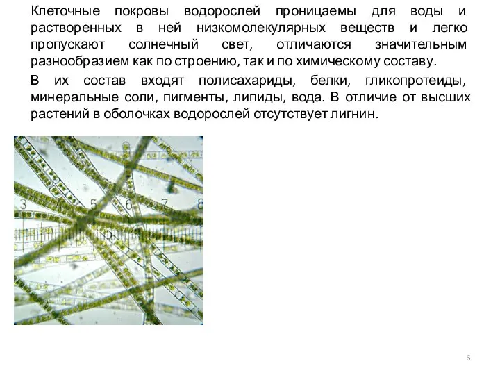 Клеточные покровы водорослей проницаемы для воды и растворенных в ней низкомолекулярных