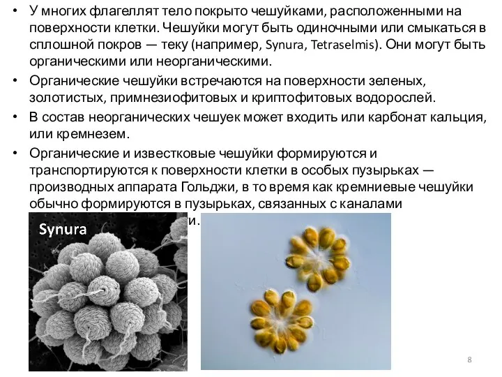 У многих флагеллят тело покрыто чешуйками, расположенными на поверхности клетки. Чешуйки