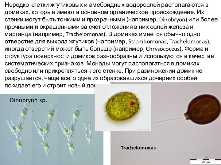 Trachelomonas Нередко клетки жгутиковых и амебоидных водорослей располагаются в домиках, которые