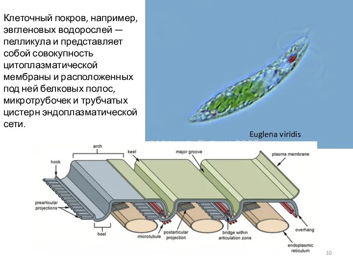 Клеточный покров, например, эвгленовых водорослей — пелликула и представляет собой совокупность