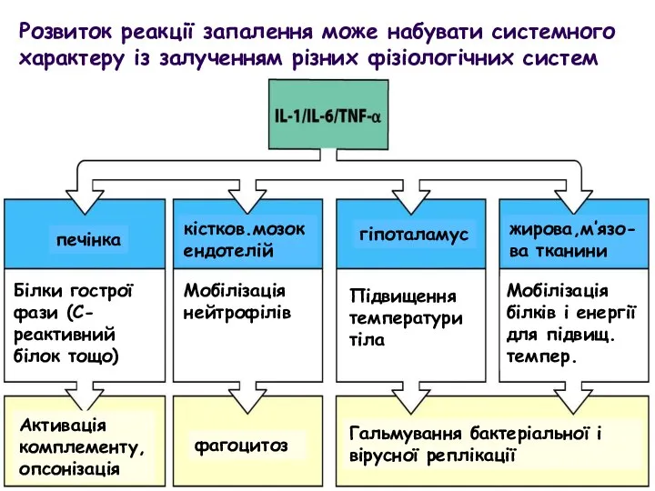 Розвиток реакції запалення може набувати системного характеру із залученням різних фізіологічних