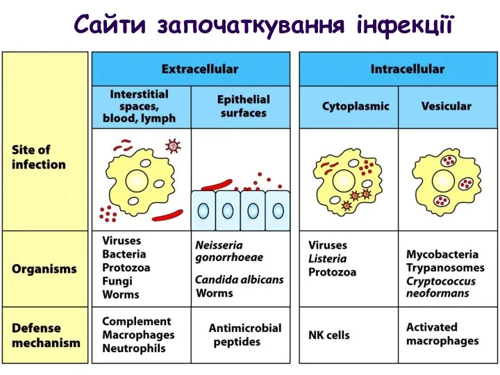 Сайти започаткування інфекції