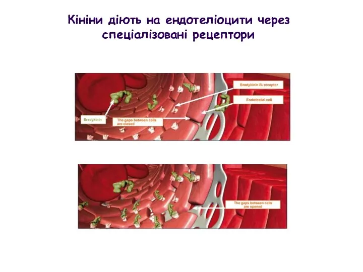 Кініни діють на ендотеліоцити через спеціалізовані рецептори