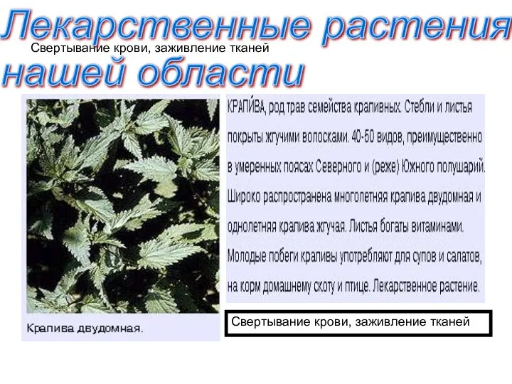 Свертывание крови, заживление тканей Лекарственные растения нашей области Свертывание крови, заживление тканей