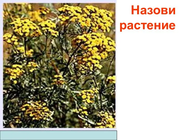 Назови растение