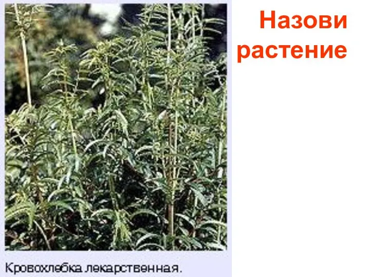 Назови растение