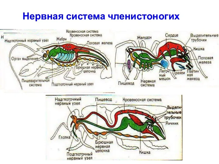 Нервная система членистоногих