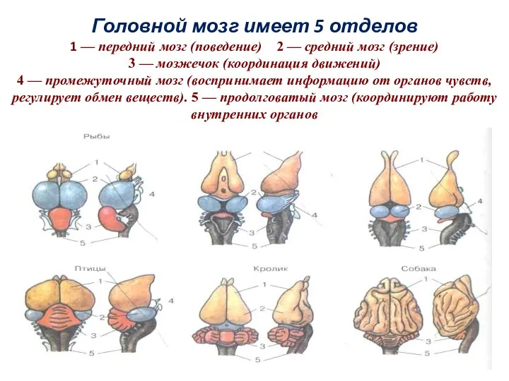 Головной мозг имеет 5 отделов 1 — передний мозг (поведение) 2