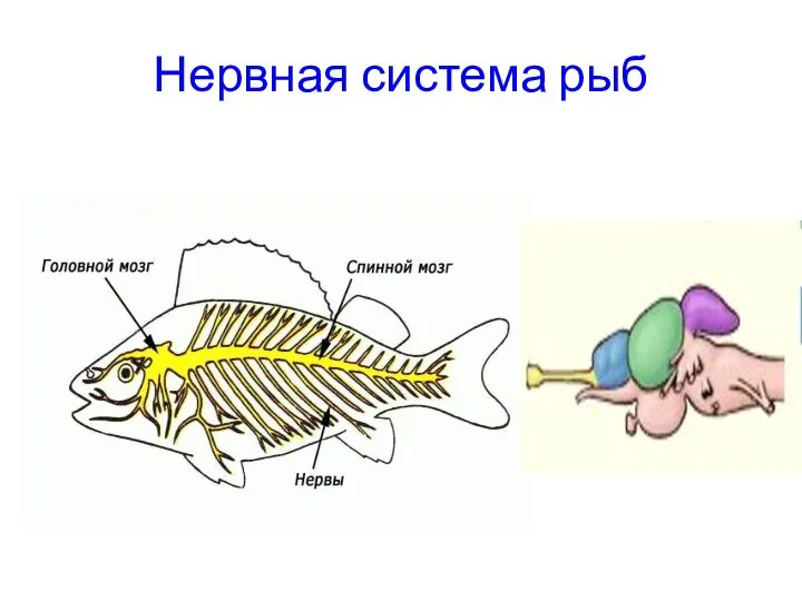 Нервная система рыб