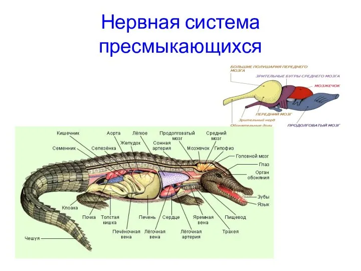 Нервная система пресмыкающихся