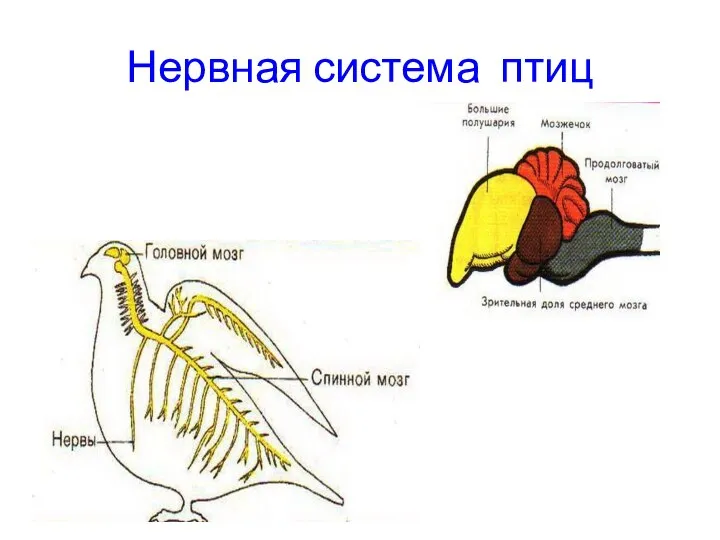 Нервная система птиц