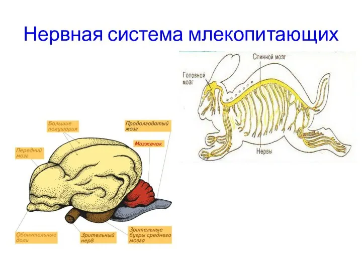 Нервная система млекопитающих