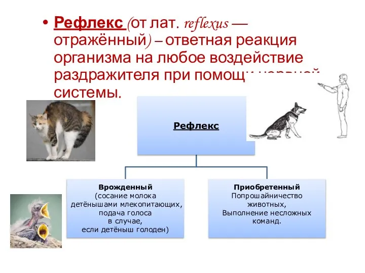 Рефлекс (от лат. reflexus — отражённый) – ответная реакция организма на