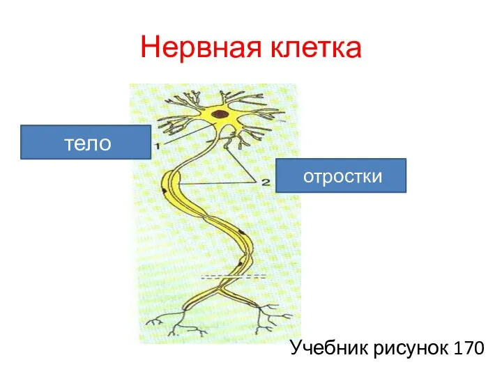 Нервная клетка Учебник рисунок 170 тело отростки