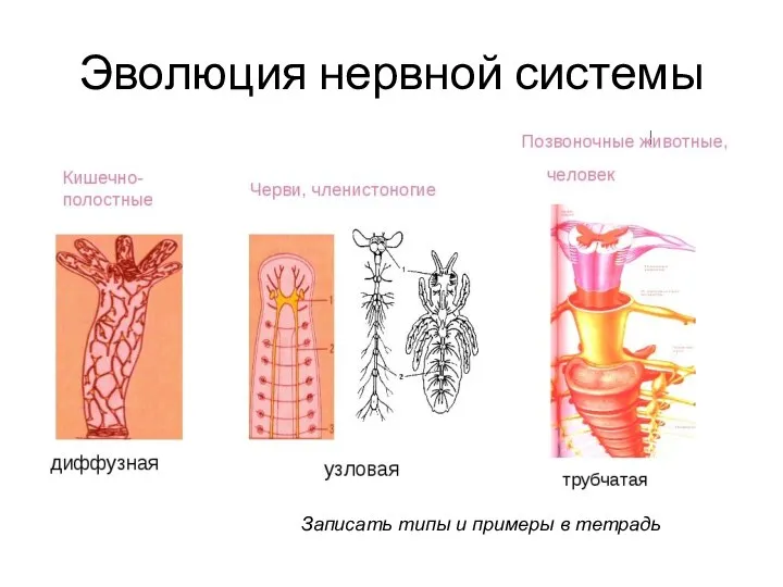 Эволюция нервной системы Записать типы и примеры в тетрадь