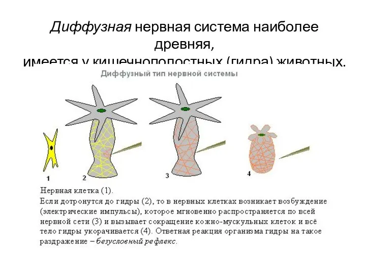 Диффузная нервная система наиболее древняя, имеется у кишечнополостных (гидра) животных.